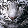 Аватар для Белый Тигр